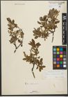 Foto von Salix waldsteiniana Willd.